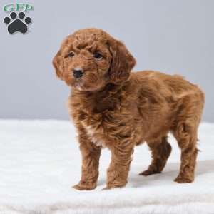 Challie, Miniature Poodle Puppy